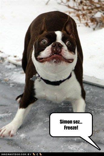 Simon Sez Freeze Boston Terrier Funny Boston Terrier Terrier