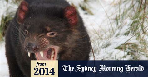 Tasmanian Devils Hit By Climate Change Before Facial Tumour Devastation