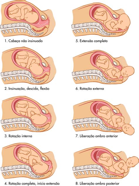 mecanismo do parto casa da doula