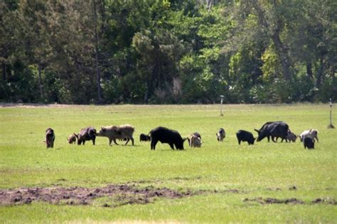 Interest In Prospective Feral Hog Control Meeting Brooks County Ag