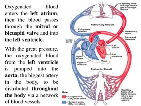 When your heart functions normally, all four chambers work together in a continuous and. Respiratory system essay. Lungs. 2019-03-02