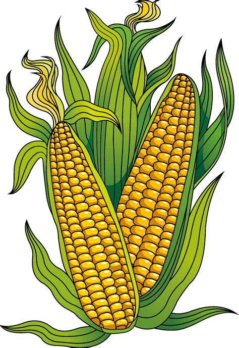 Corn Clipart Png Corn Clipart Corn Coloring Page Tran