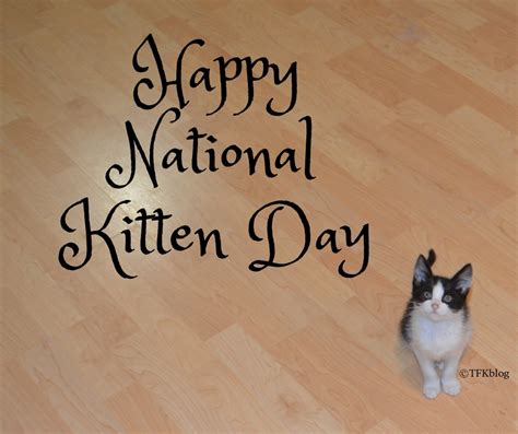 ~tails From The Foster Kittens~ Happy National Kitten Day