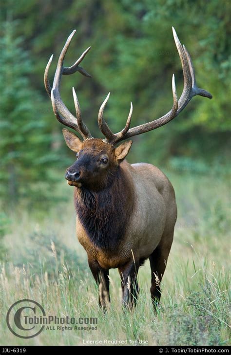 Bull Elk Photo Jju 6319