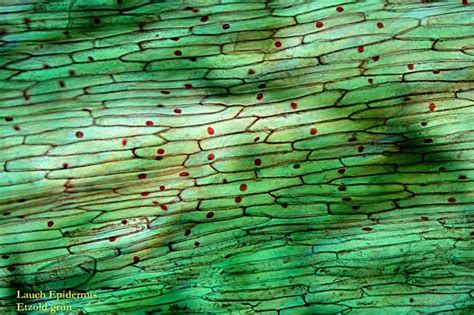 Aug 21, 2021 · zudem bekamen ihre follower auch den moment zu sehen, in dem sich die beiden bei einer standesamtlichen trauung die ringe anstecken und sich unter applaus der anwesenden küssen. Zwiebelhäutchen wie färben?