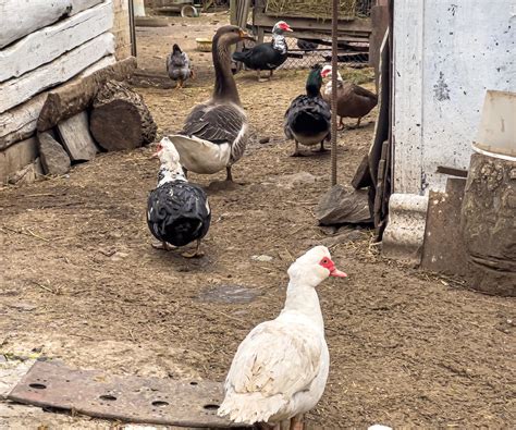 why your ducks are attacking your chickens and what to do farmhouse guide