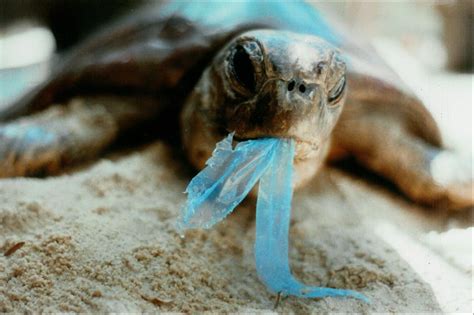 These 5 Marine Animals Are Dying Because Of Our Plastic
