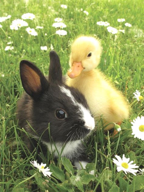 Pin By Small Animal Blog On Pet Rabbit Unlikely Animal Friends Cute