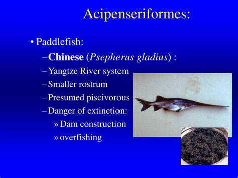 Maybe you would like to learn more about one of these? PPT - Chapter 13: Primative Fishes... PowerPoint ...