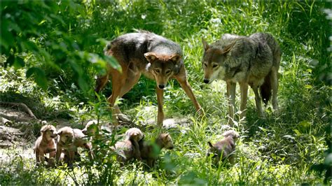 Saint Louis Zoo Creating Red Wolf Habitat In Franklin County