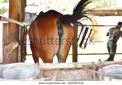 Hakuun Picture Mares Female Horse Vulvaimage Brown Liittyvä
