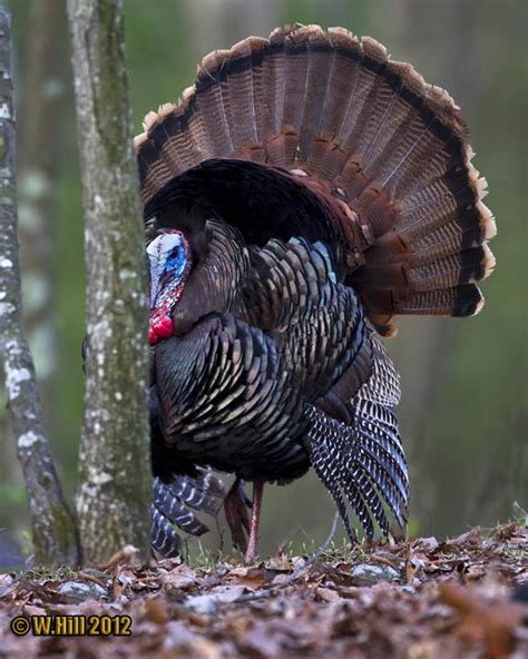 Pennsylvania Wildlife Photographer Eastern Wild Turkey Mating Season