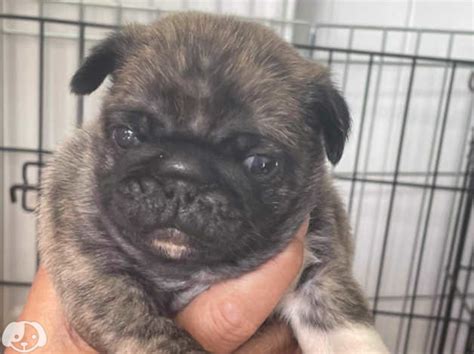 Reverse Brindle Pug In Coalville On Freeads Classifieds Pugs Classifieds