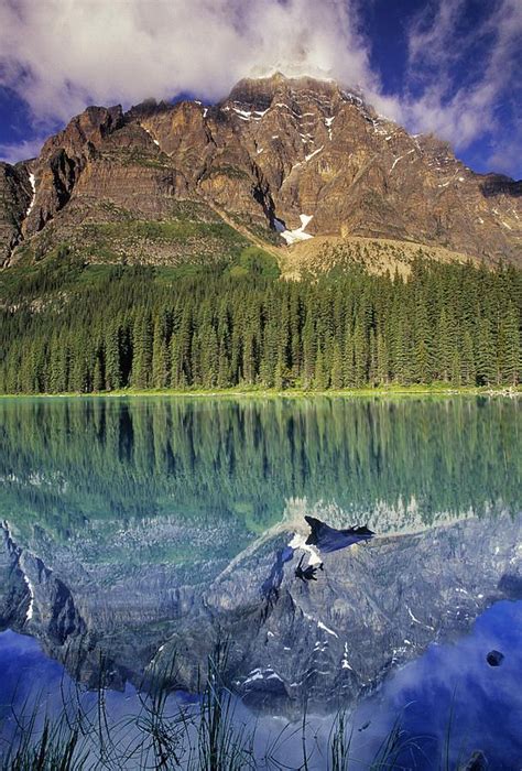 Chephren Lake And Mt Chephren Banff By Darwin Wiggett National