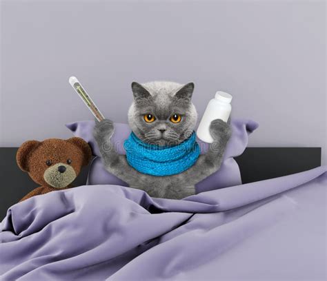 Very Much Sick Cat In Bed Stock Photo Image Of Hospital 85536580