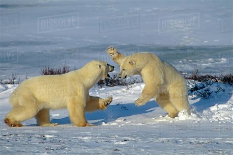 Two Polar Bears Ursus Maritimus Play Fighting Churchill Manitoba