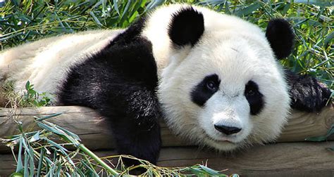 New Fossil Discovery Suggests Giant Pandas Didnt Originate In China