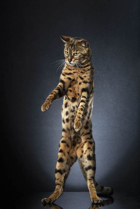 Standing Cats Photo Series By Swiss Photographer Alexis Reynaud