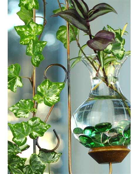 Twin Hanging Water Garden Live Plants Included