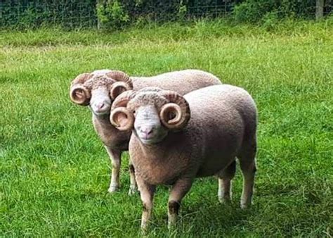 Dorset Horn And Poll Dorset Sheep For Sale Sellmylivestock The Online