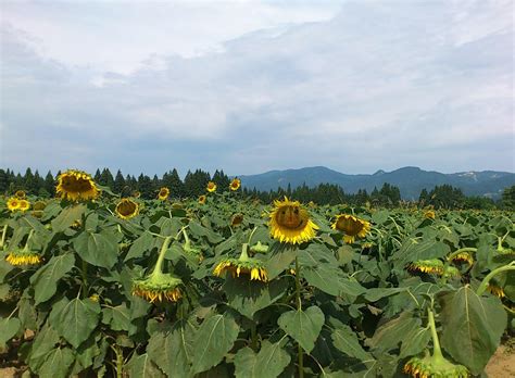 Wallpaper Sunflowers Field Summer Faces Trees Horizon 1630x1200