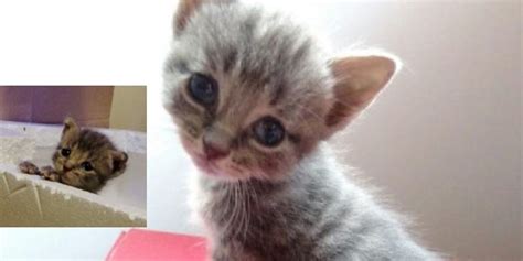 Kitten Was Found Blind But They Helped Him See Love Meow