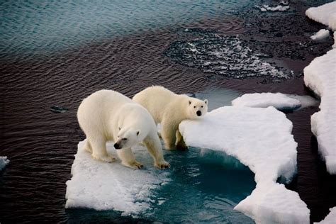 Polar Bears Numbers Will Decline Dramatically By 2050 Because Of