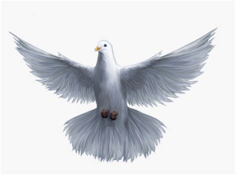 Holy God Pomba Saint Spirit Trinity Clipart Holy Spirit Dove Png