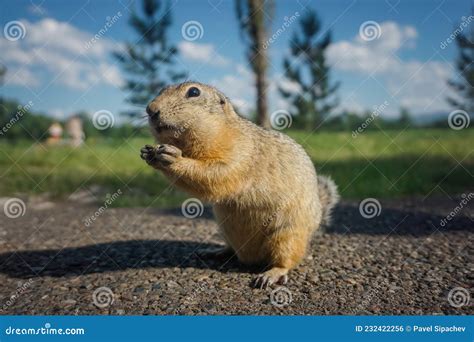 Funny Gopher In The Park Stock Photo Image Of Rodent 232422256