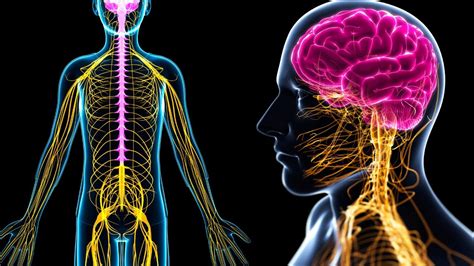 El Sistema Nervioso PerifÉrico Explicado ¿cuáles Son Sus Partes Y Cómo