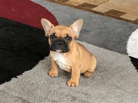 They are rare and an outcome of the diluted gene that the puppies may take after from both the parents. French Bulldog Puppies For Sale in Indiana & Chicago ...