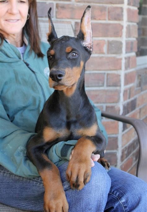 The current median price for all annual cost of owning a doberman pinscher puppy. Ambitious Doberman Pinscher Puppies Now Available | Handmade Michigan