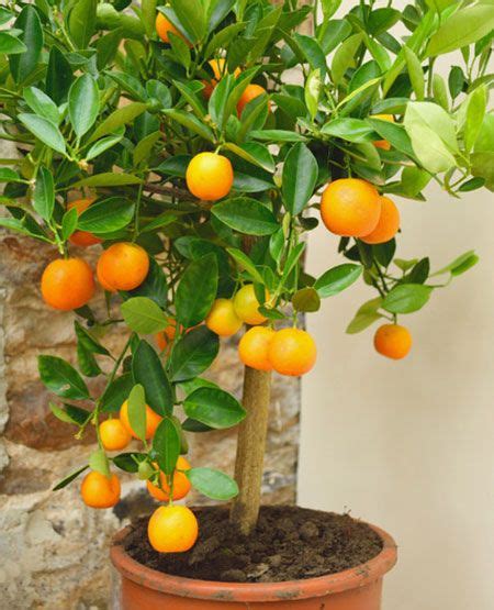 Easypeel Clementine Tree In 2021 Clementine Tree Citrus Plant Fast Growing Trees