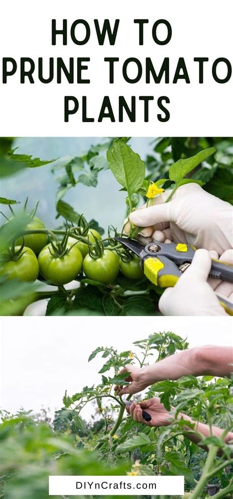 11 Expert Tips To Prune Tomato Plants Like Professionals Diy And Crafts