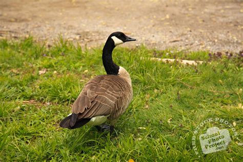 Canada goose makes a wide range of jackets, parkas , vests, hats, gloves, shells and other apparel. Canada Goose, FREE Stock Photo: Goose on Grass, Royalty ...