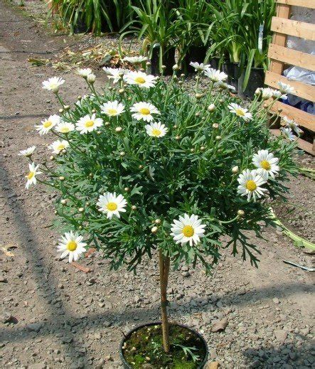 Chrysanthemum White Pink — Monahans Fuels And Garden Centre