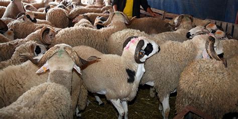 Dieu lui a demandé de sacrifier son fils mais dieu l'a arrêté avant et lui a fait sacrifier un mouton à la place. Aïd Al Adha : La demande en moutons stable | L'Economiste