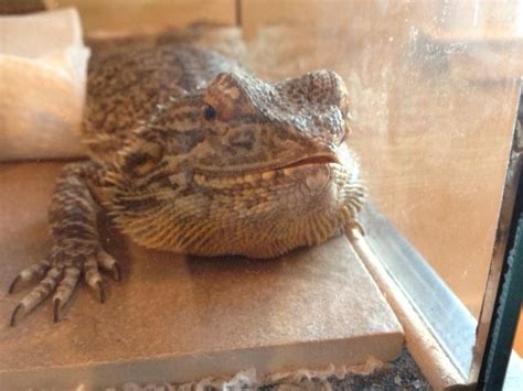Maybe you would like to learn more about one of these? Mouth slightly open • Bearded Dragon . org