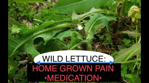 Wild Lettuce Identification And Uses Youtube
