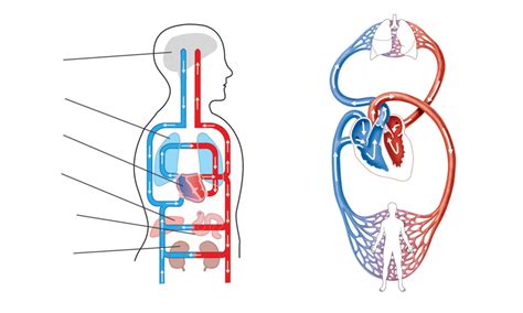 Circulatory System Ks2 Diagram Quizlet