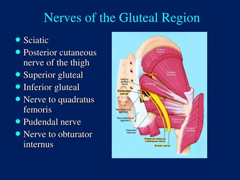Ppt The Gluteal Region Buttock Powerpoint Presentation Free Download Id 9571053