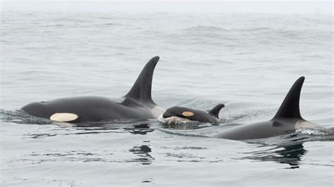 New Orca Calf Born Into J Pod