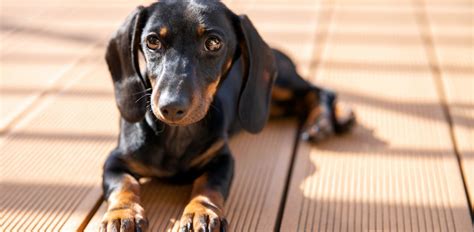 Dachshund Breed Guide Pets Online