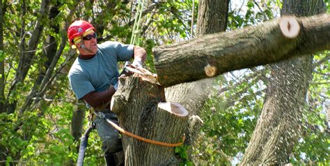 How do i determine their value so i can file for a casualty loss? Tree Removal Service - Richmond Tree Care - (604) 265-5880