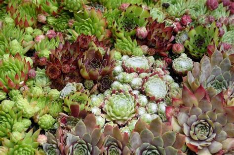 The Ultimate Guide To Growing Hens And Chicks Indoors The Habitat