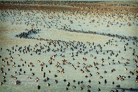 Duck Migration Lisa Bonowicz Photography