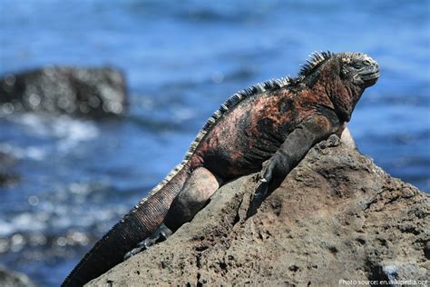 Interesting Facts About Marine Iguanas Just Fun Facts