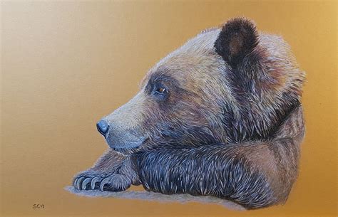 A Melancholy Grizzly Colored Pencils On Cardboard Bear Drawing