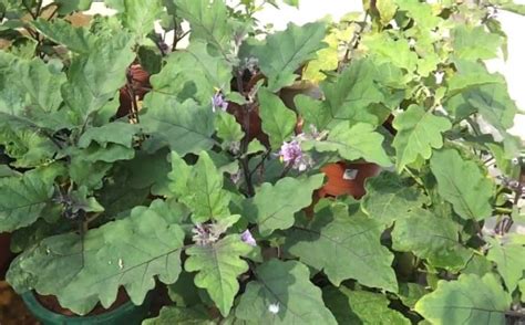 Eggplant Farming Brinjal Information Guide Asia Farming