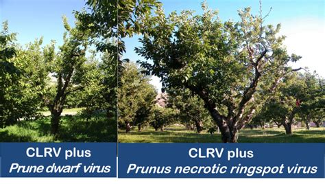 Western X And Cherry Viruses Wsu Tree Fruit Washington State University